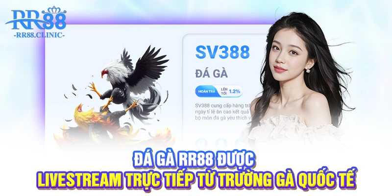 Đá gà RR88 được livestream trực tiếp từ trường gà quốc tế